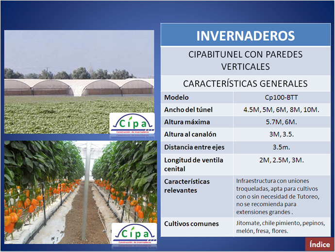 cipa pimiento amarillo