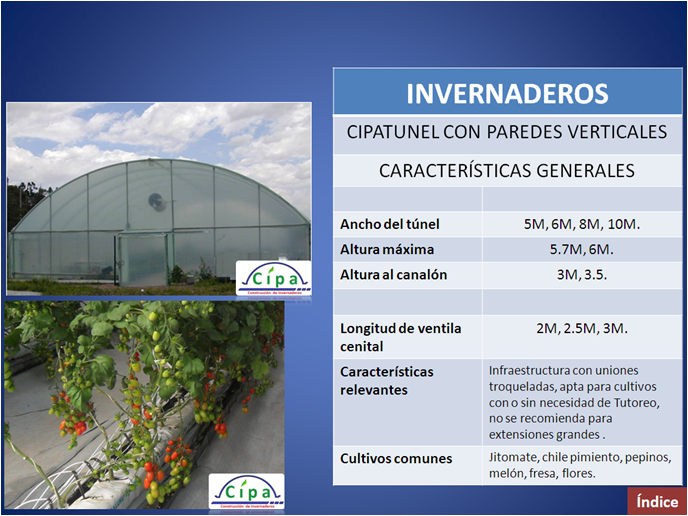 cipa tomates 